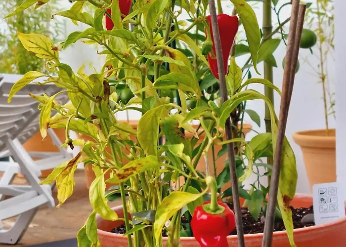 Βίλα Carvalhal *